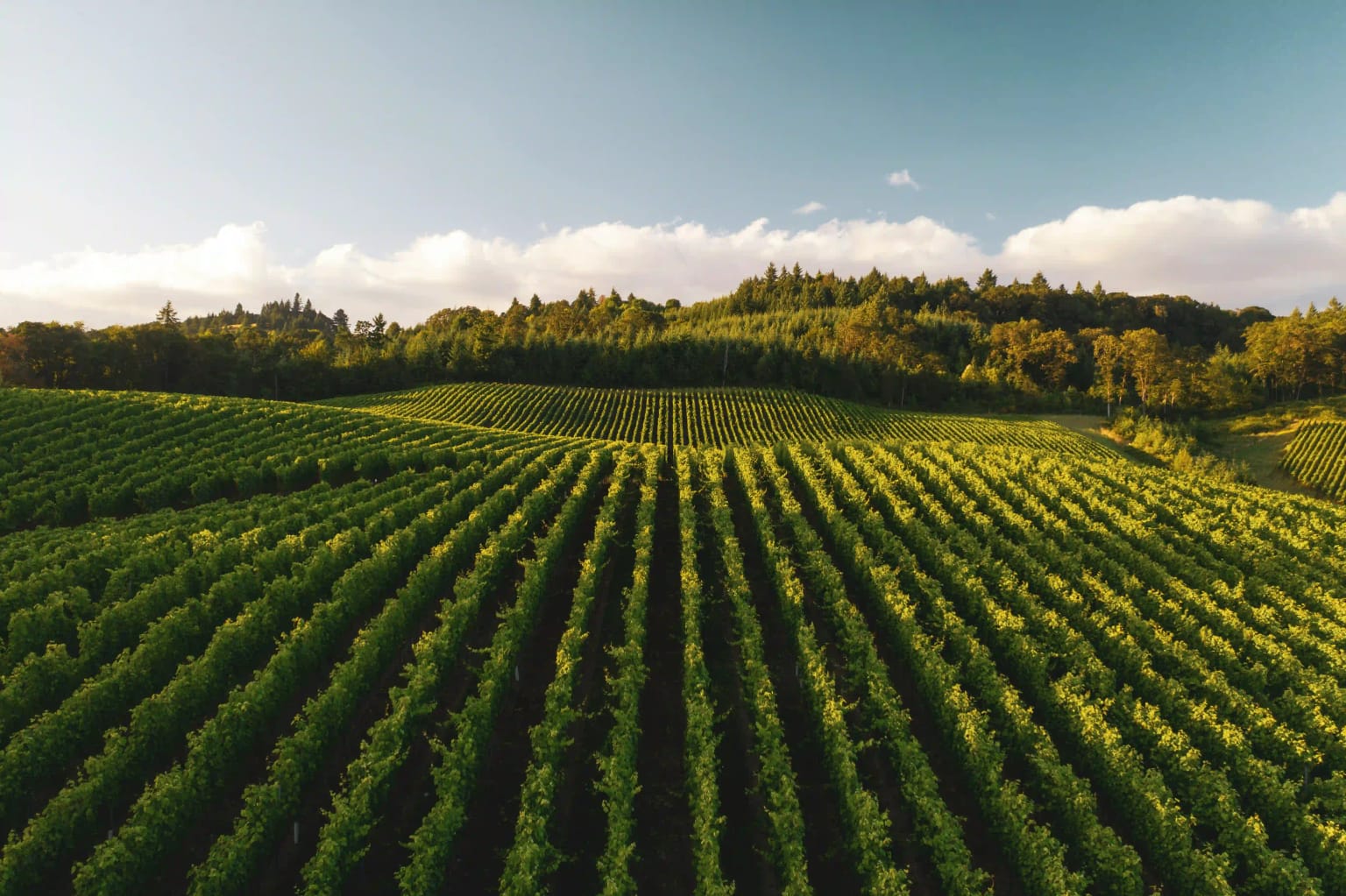 A vineyard at sunset